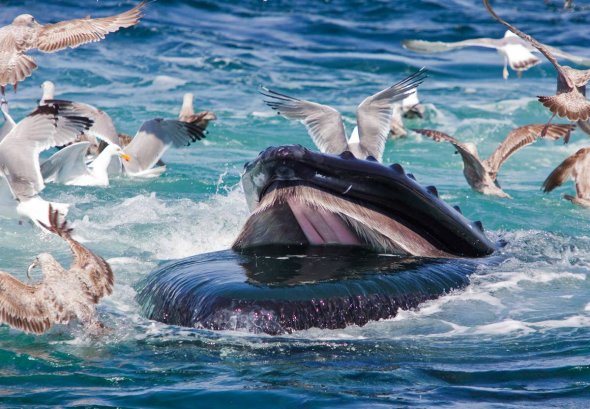 Humpback Whale, Herring Gulls, and Northern Sand Lances