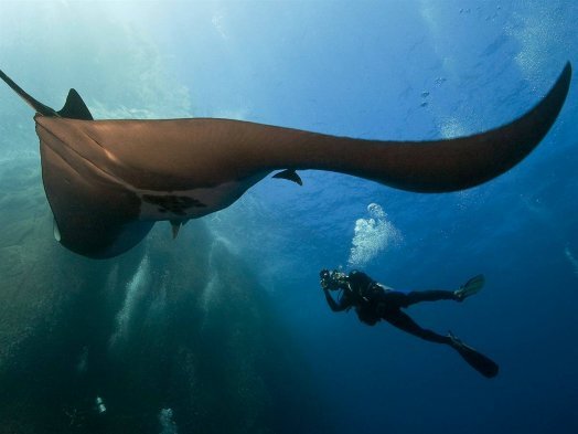 Giant Pacific Manta Ray.
