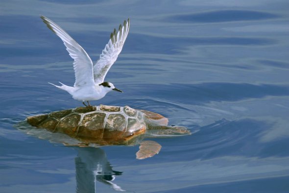 Tern and Sea Turtle. 