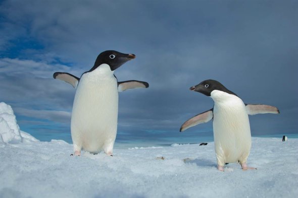 Adélie Penguins. 