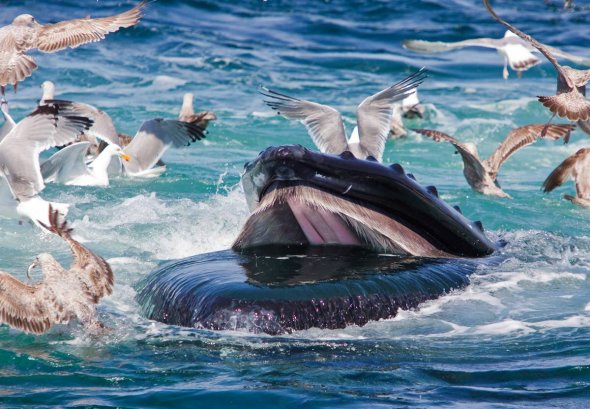 Humpback Whale, Herring Gulls, and Northern Sand Lances. [sina.com.cn]