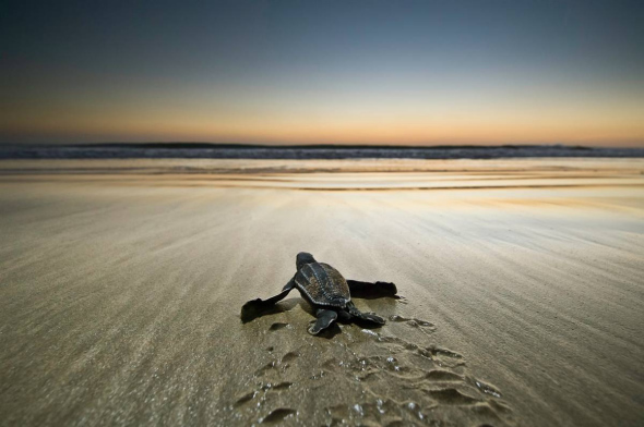 Leatherback Sea Turtle. [sina.com.cn]