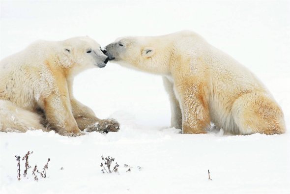 Polar Bears. [sina.com.cn]