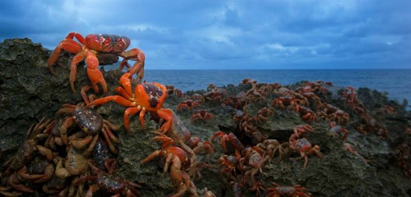 Red Crab Migration. [sina.com.cn]