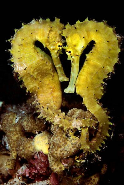 Thorny Seahorses. [sina.com.cn]