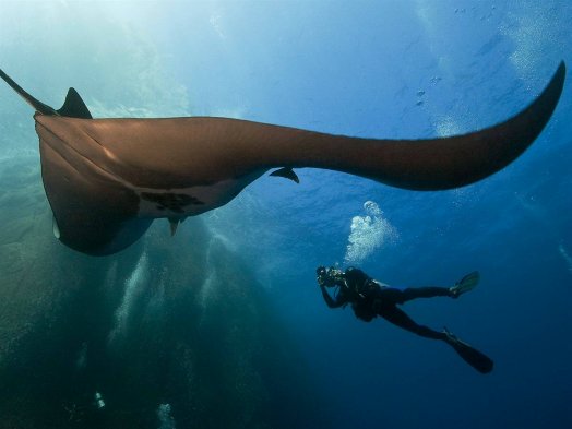 Giant Pacific Manta Ray. [sina.com.cn]