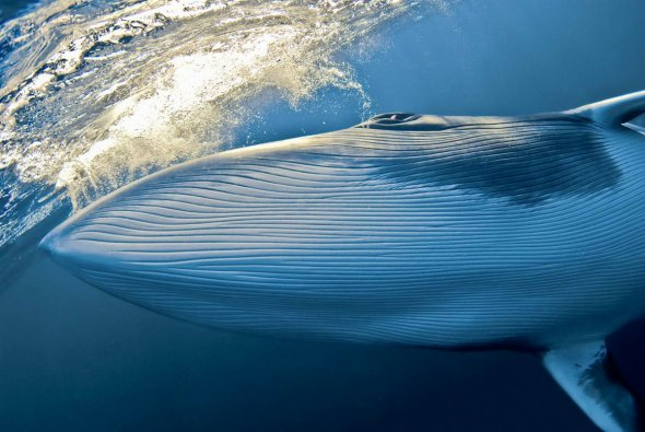 Dwarf Minke Whale. [sina.com.cn]