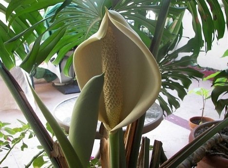 Monstera deliciosa [qq.com]