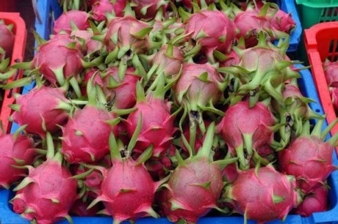 Dragon fruit [qq.com]