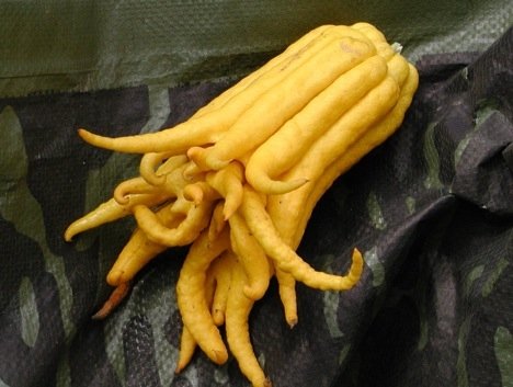 Finger Citron from Asia [qq.com]