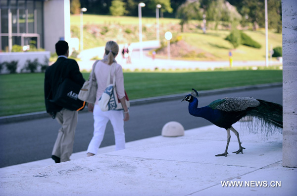 A peacock strolls at the Palace of Nations in Geneva, Switzerland, June 7, 2010. The Palace of Nations in Geneva was built between 1929 and 1936 as the headquarters of the League of Nations. It has served as the home of the United Nations Office in Geneva since 1946, when the UN secretary general signed the Headquarters Agreement with the Swiss authorities, although Switzerland did not become a UN member until 2002. (Xinhua/Yu Yang) 