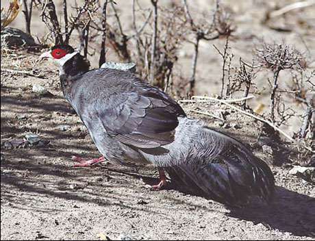 The Tibetan Eared Pheasant is known for its two white ear feathers.