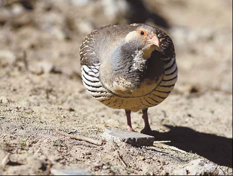 The Tibetan Snowcock is usually found around the snowline on the Tibetan plateau. 