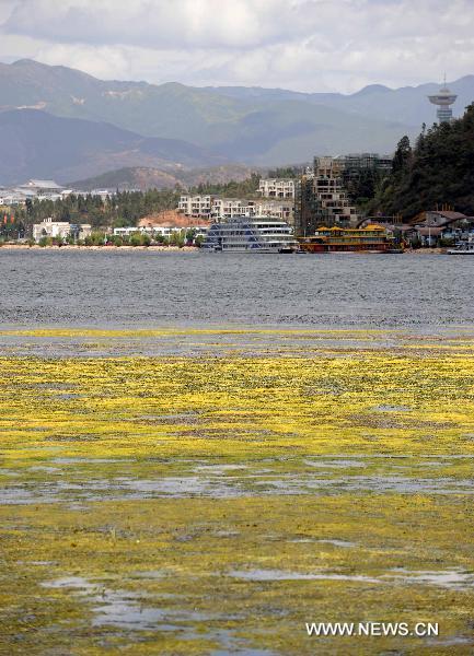 Photo taken on June 6, 2010 shows the wetland park by the Erhai Lake in Bai Autonomous Prefecture of Dali, southwest China&apos;s Yunnan Province. [Xinhua]
