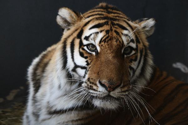 A Siberian tiger is shown in this file photo taken in Nanshan Park in Yantai, east China's Shandong Province, April 2, 2010. [Xinhua]