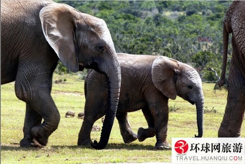 The Addo Elephant National Park, close to Port Elizabeth. [Photo: huanqiu.com]