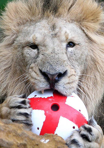 Lucifer, a male Asiatic lion, holds a football painted in the England coloursin his mouth at London&apos;s Zoo in Regents Park London, Thursday, May, 27, 2010. [huanqiu.com]