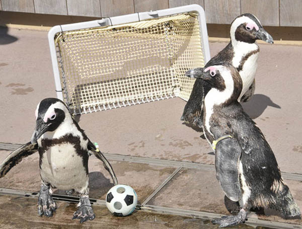 Jackass Penguins play soccer at the Hakkeijima Sea Paradise aquarium-amusement park complex in Yokohama, Japan, Sunday, May 23, 2010. [huanqiu.com]