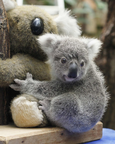 A koala joey hangs on a toy koala during a weighing procedure at the zoo in the western German city of Duisburg June 11, 2010. The 215 day-old Koala baby, which weighs 528 grams, has yet to be named. [Xinhua/Reuters] 