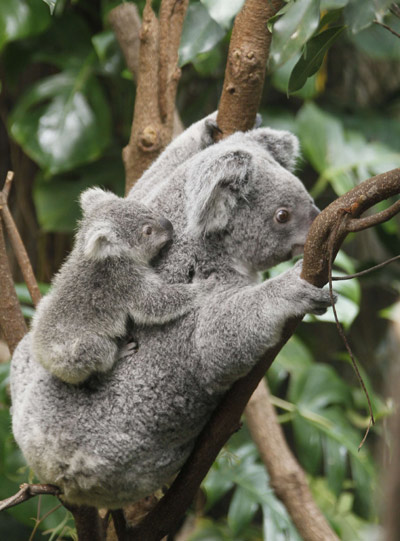 A koala joey hangs on its mother Goonderrah, the Aboriginal name for fighter, following a weighing procedure at the zoo in the western German city of Duisburg June 11, 2010. The 215 day-old koala baby, weighing 528 grams, has yet to be named. [Xinhua/Reuters] 