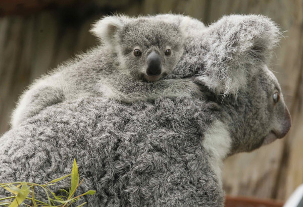 A koala joey hangs on its mother Goonderrah, the Aboriginal name for fighter, following a weighing procedure at the zoo in the western German city of Duisburg June 11, 2010. The 215 day-old koala baby, weighing 528 grams, has yet to be named. [Xinhua/Reuters] 