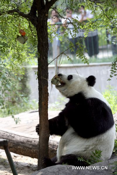 A giant panda eats a special 'zongzi', a pyramid-shaped dumpling wrapped with reed leaves at the zoo in Jinan, capital of east China's Shandong Province, June 14, 2010. Animals of the zoo in Jinan enjoyed special 'zongzi' made for them on Monday, to celebrate the upcoming Chinese Dragon Boat Festival.[Xinhua] 