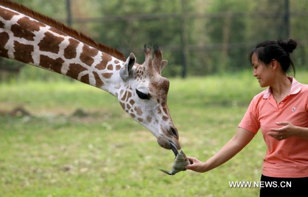 A breeder feeds special 'zongzi', a pyramid-shaped dumpling wrapped with reed leaves, to a giraffe at the zoo in Jinan, capital of east China's Shandong Province, June 14, 2010. Animals of the zoo in Jinan enjoyed special 'zongzi' made for them on Monday, to celebrate the upcoming Chinese Dragon Boat Festival. [Xinhua]