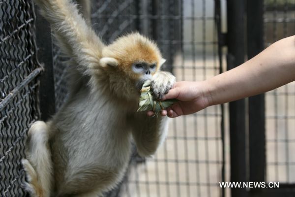 A breeder feeds special 'zongzi', a pyramid-shaped dumpling wrapped with reed leaves, to a golden monkey at the zoo in Jinan, capital of east China's Shandong Province, June 14, 2010. Animals of the zoo in Jinan enjoyed special 'zongzi' made for them on Monday, to celebrate the upcoming Chinese Dragon Boat Festival. (Xinhua/Lv Chuanquan)