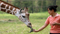 Zoo animals enjoy 'zongzi'