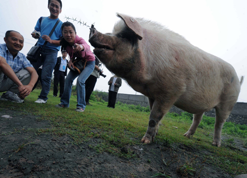 Zhu Jianqiang, which means strong-willed pig in Chinese, takes a walk on May 8, 2009. The pig miraculously survived 36 days under debris after the May 12, 2008 Sichuan quake. [China News Service]