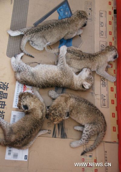 Photo taken on June 16, 2010 shows the quintuplets of liger cubs, inside the zoo of Wuqiao Acrobatics Panorama Scenic Zone, in Cangzhou, north China's Hebei Province. 