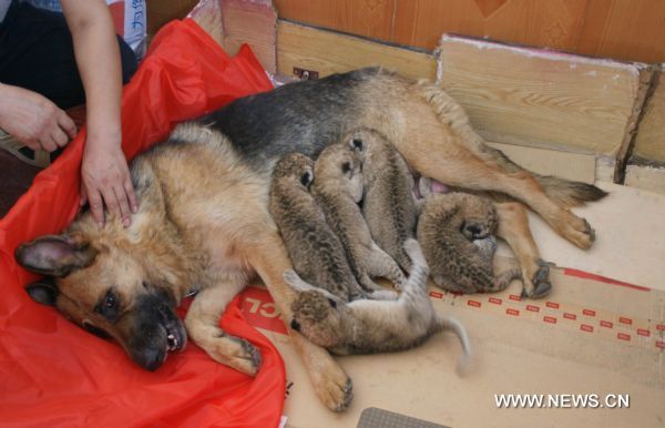 A dog suckles the quintuplets of liger cubs, inside the zoo of Wuqiao Acrobatics Panorama Scenic Zone, in Cangzhou, north China's Hebei Province, June 16, 2010. 