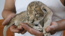 Five liger cubs born