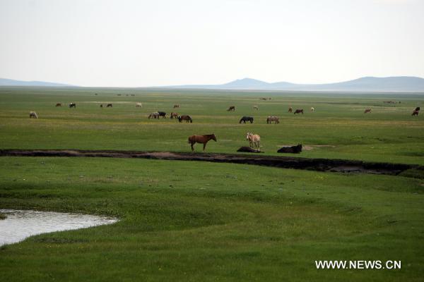 Photo taken on June 14, 2010 shows the summer landscape of Ondorhaan grassland of east Mongolia's Hentiy Province. [Xinhua/A Sigang]