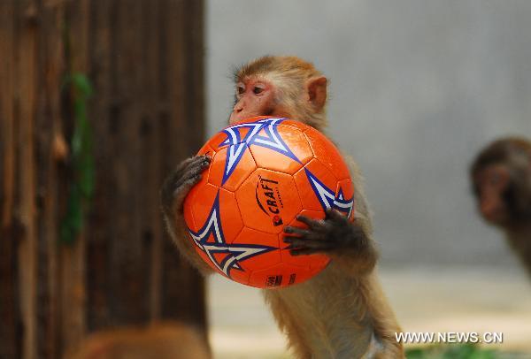 A monkey plays with a football at the Nanshan Zoo of Yantai, east China&apos;s Shandong Province, June 16, 2010. An animal football performing activity was held at the zoo on Wednesday, as a way to support the 2010 FIFA World Cup. [Xinhua]