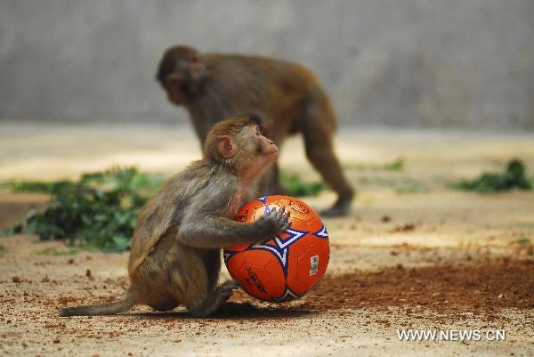 A monkey plays with a football at the Nanshan Zoo of Yantai, east China&apos;s Shandong Province, June 16, 2010. An animal football performing activity was held at the zoo on Wednesday, as a way to support the 2010 FIFA World Cup. [Xinhua]