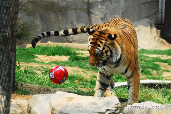 A tiger plays with a football at the Nanshan Zoo of Yantai, east China&apos;s Shandong Province, June 16, 2010. An animal football performing activity was held at the zoo on Wednesday, as a way to support the 2010 FIFA World Cup. [Xinhua]