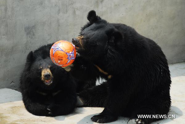 Two black bears play with a football at the Nanshan Zoo of Yantai, east China&apos;s Shandong Province, June 16, 2010. An animal football performing activity was held at the zoo on Wednesday, as a way to support the 2010 FIFA World Cup. [Xinhua]