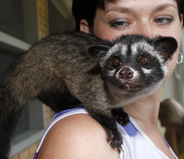 asian palm civet baby