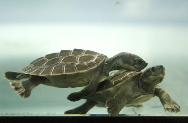 Two baby Batagur turtles swim in an aquarium in Schoenbrunn Zoo in Vienna June 21, 2010. The two turtles were hatched in May in Schoenbrunn Zoo and it is the first time this species could have been bred in captivity. Batagur turtles are one of the most endangered species of turtle, only 20 of them are now known to be in existence worldwide. [Xinhua/Reuters]