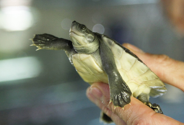 An animal keeper holds a baby Batagur turtle in Schoenbrunn Zoo in Vienna June 21, 2010. [Xinhua/Reuters]