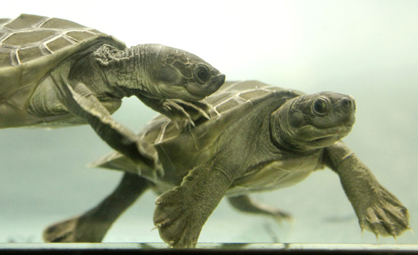 Two baby Batagur turtles swim in an aquarium in Schoenbrunn Zoo in Vienna June 21, 2010. [Xinhua/Reuters]