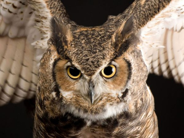Hawk Owl Great Horned Owl