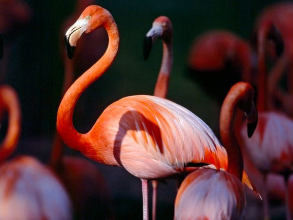 Greater Flamingo