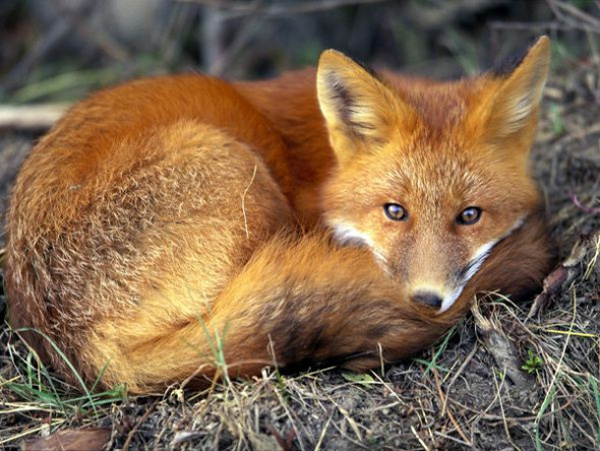 Redfox 