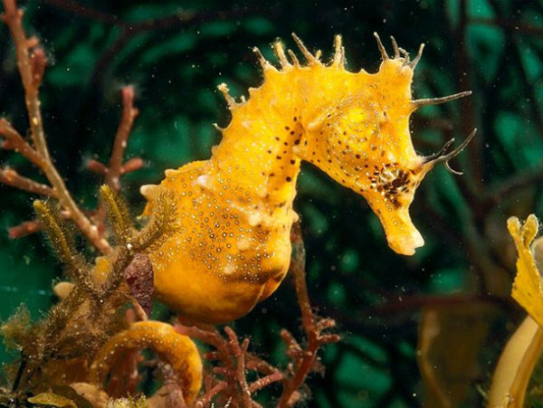 Sea Horse