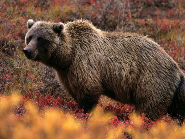 Giant Grizzly Bear