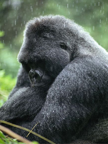 Silverback Mountain Gorillas