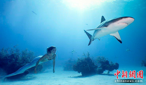Linden Wolbert swims with a shark in the Caribbean Sea. Los Angeles-based Linden Wolbert, 29, has featured in music videos and adverts as a professional mermaid. [chinanews.com] 