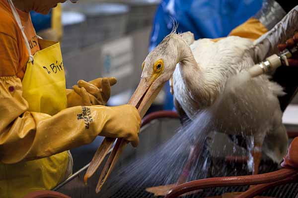 An adult American white pelican is rinsed by volunteers as part of the cleaning process at the Fort Jackson International Bird Rescue Research Center in Buras, Louisiana on June 19, 2010. The BP leased Deepwater Horizon oil platform exploded on April 20 and sank after burning. [Xinhua/Reuters] 